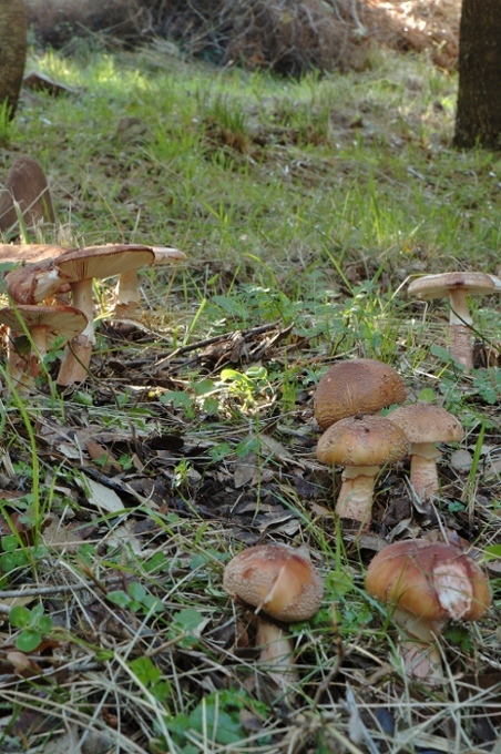 Amanita rubescens